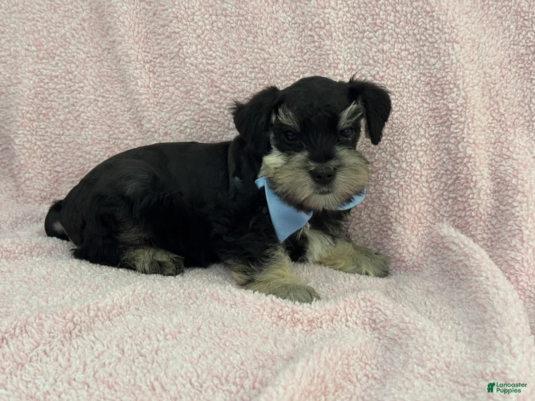 Miniature Schnauzer dogs for sale: Mae Male 1 Black & Silver AKC - Ad 4
