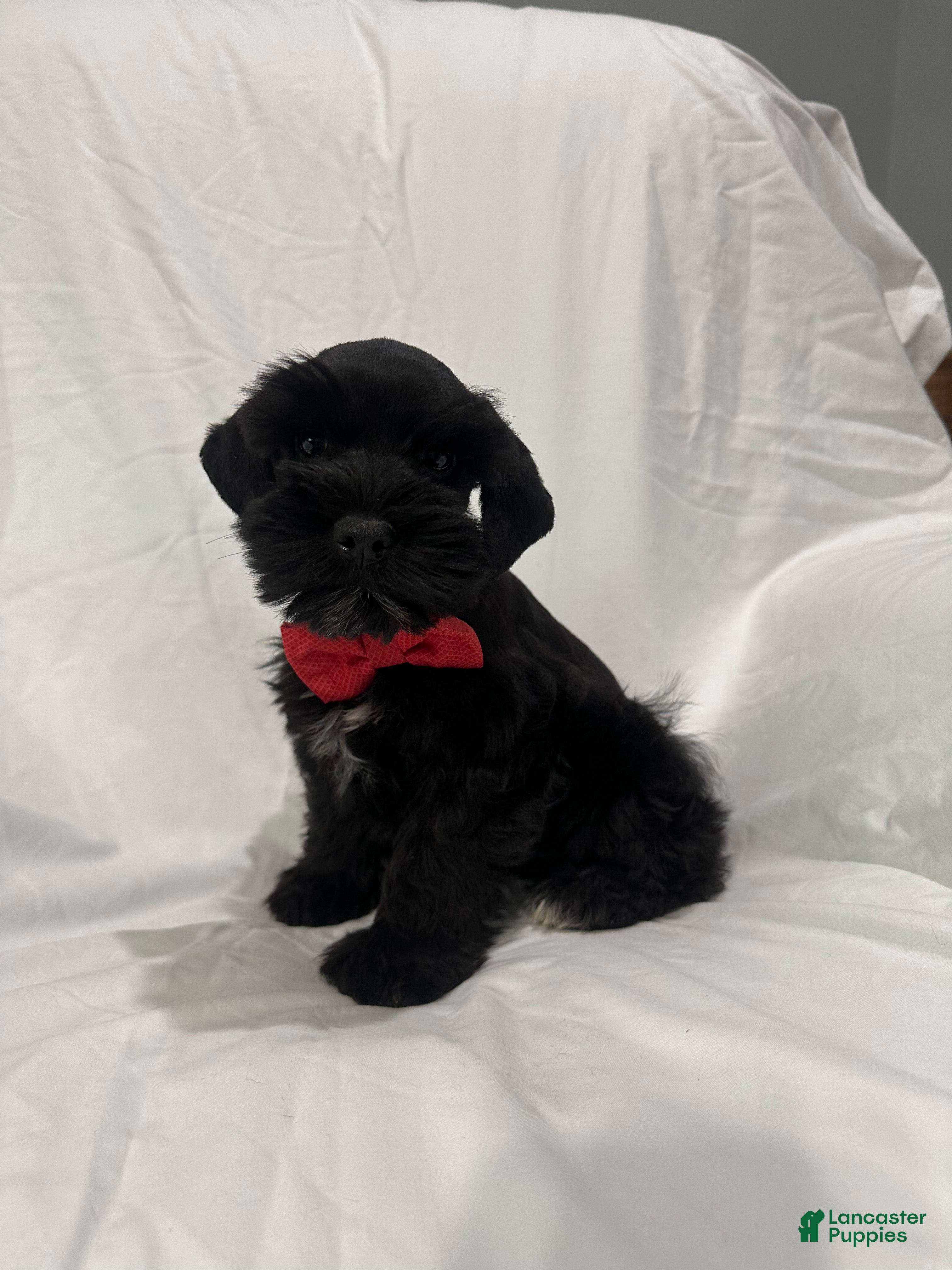 Miniature Schnauzer dogs Blake - Ad 2