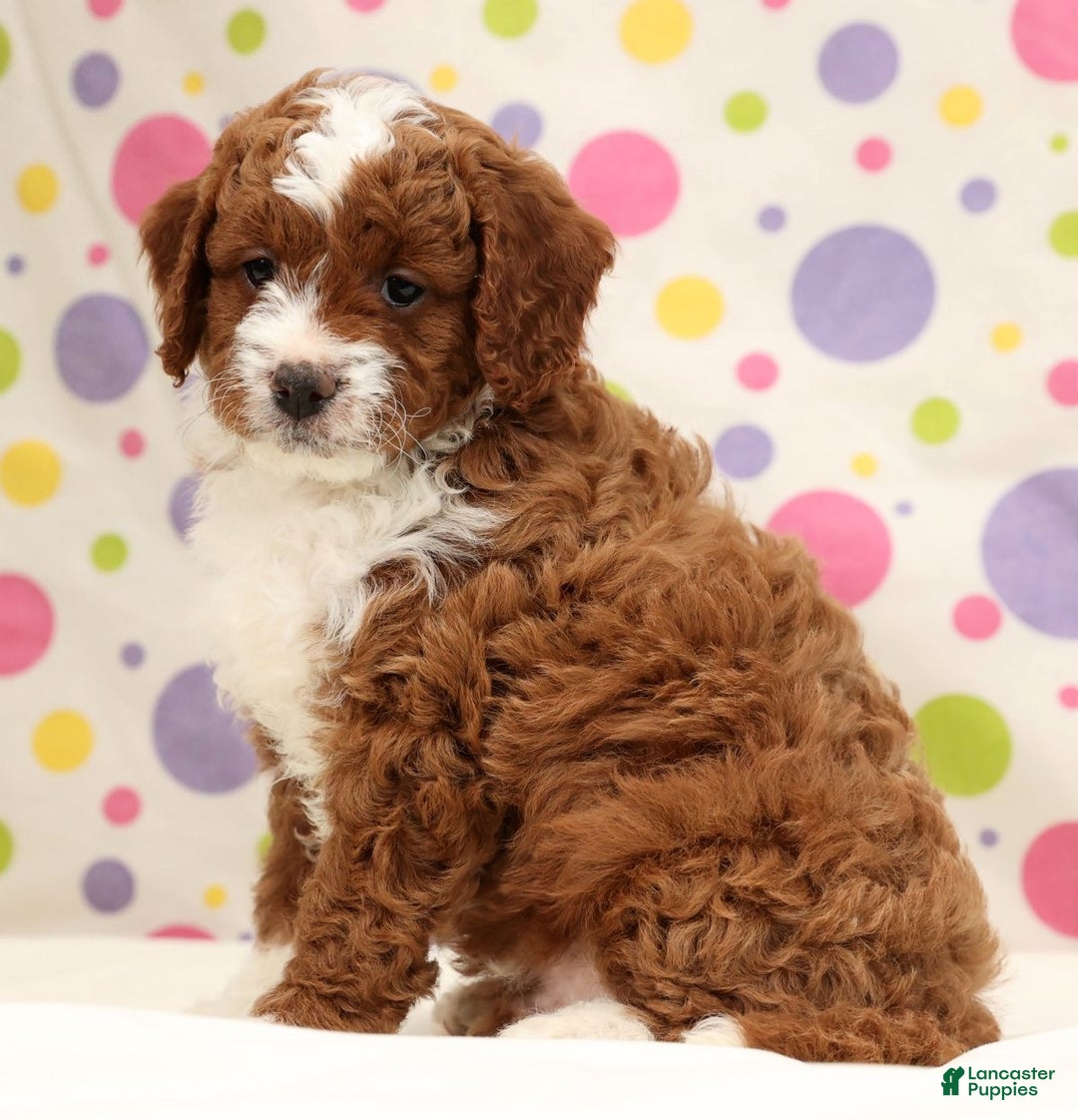 Cavapoo dogs for sale: Arney - Ad 9