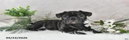 Frenchton dogs for sale: Frisco - Ad 4