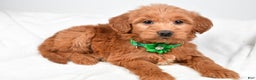 Mini Goldendoodle dogs for sale: Beth - Ad 3
