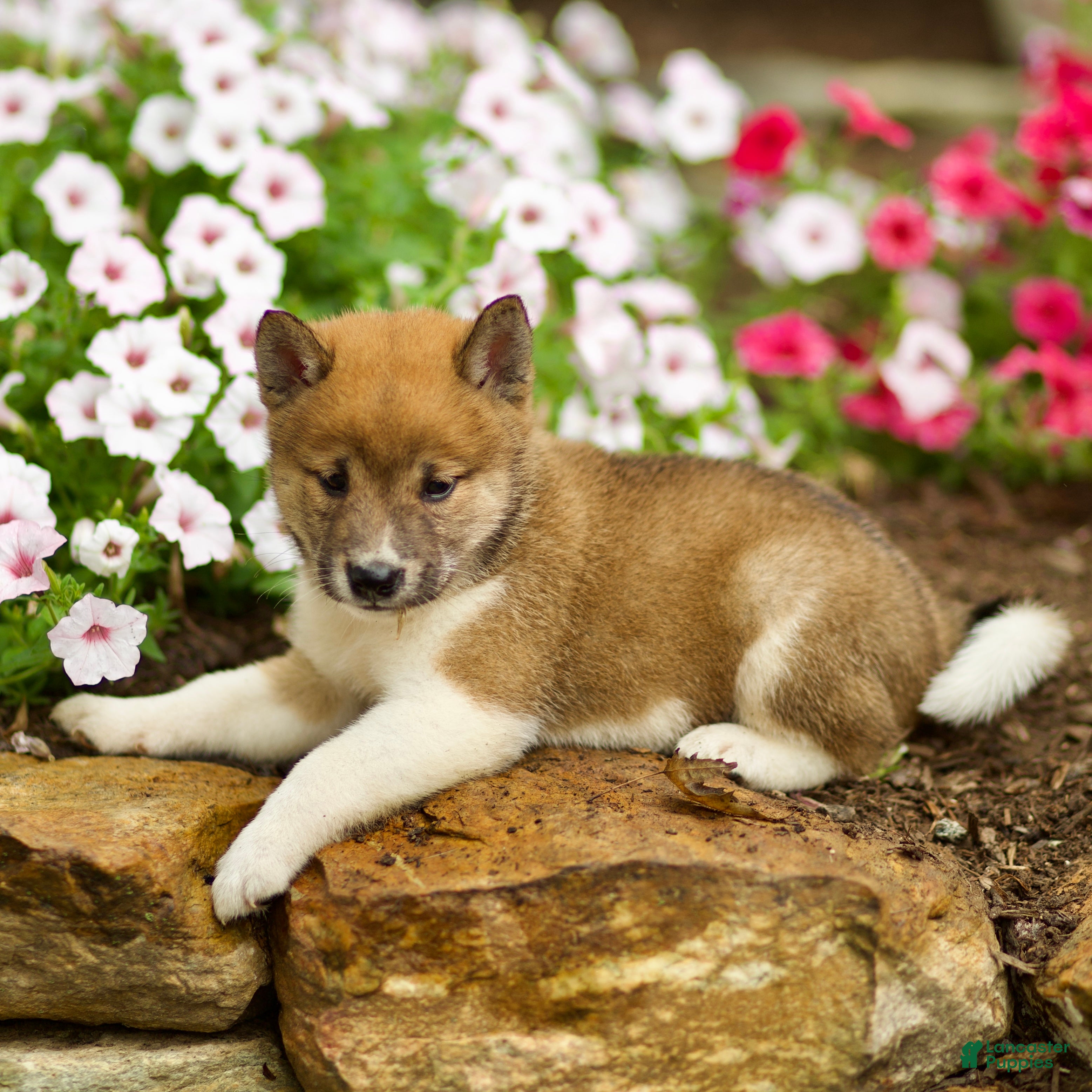 Shiba Inu dogs Lykos - Ad 2