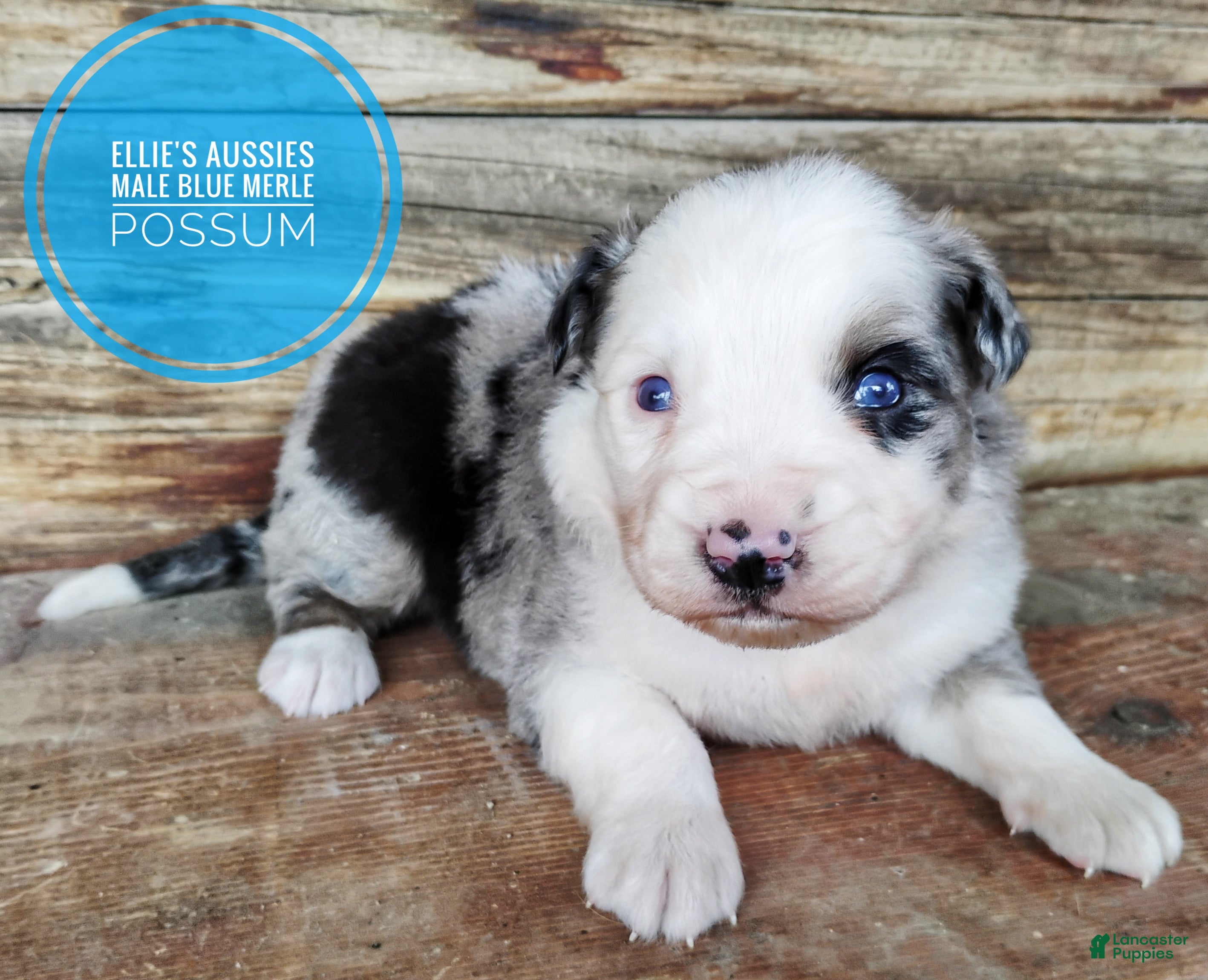 Miniature Australian Shepherd dogs Possum  - Ad 1