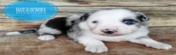 Miniature Australian Shepherd dogs for sale: Possum  - Ad 1