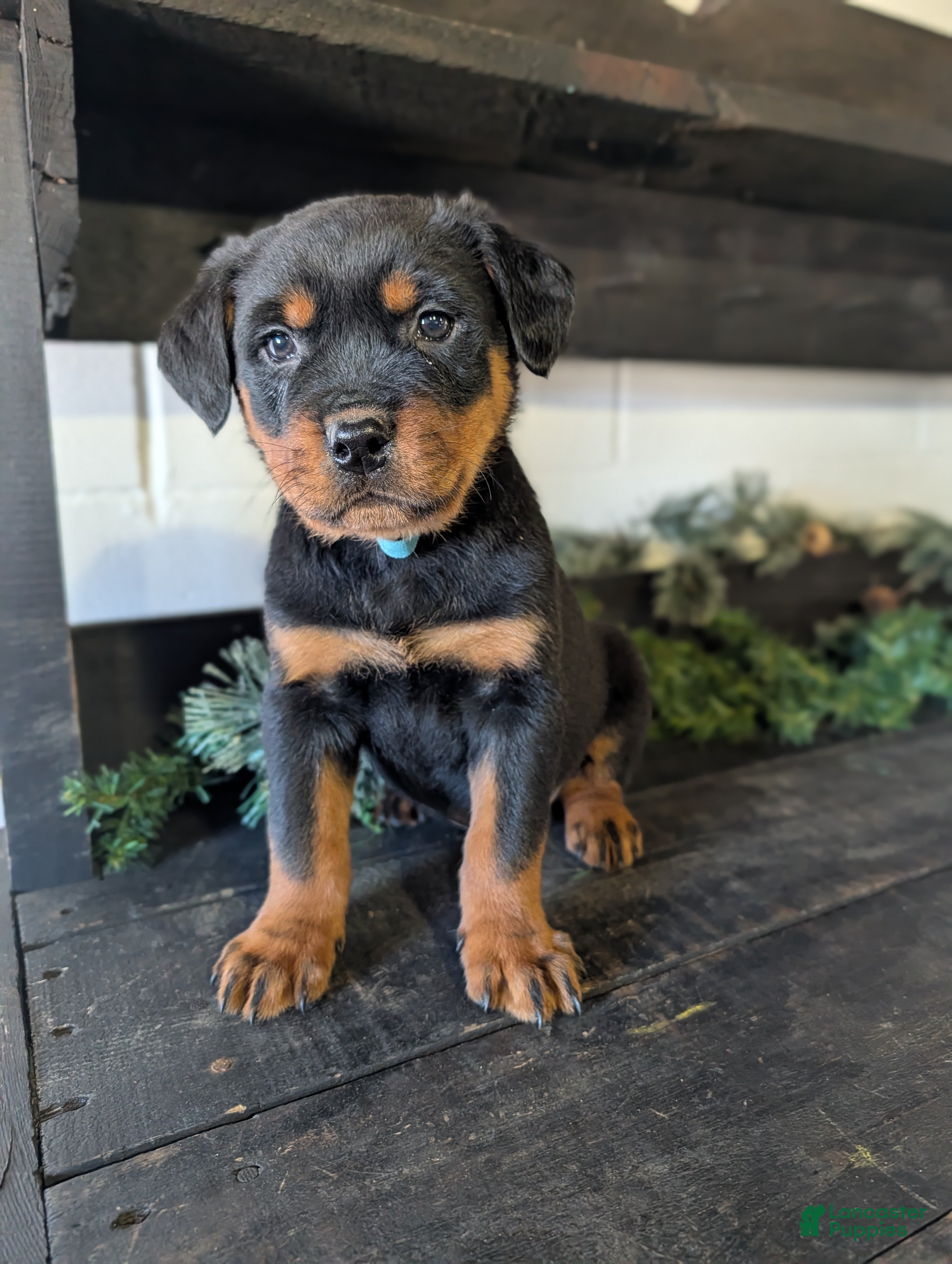 Rottweiler dogs Bravo - Ad 1