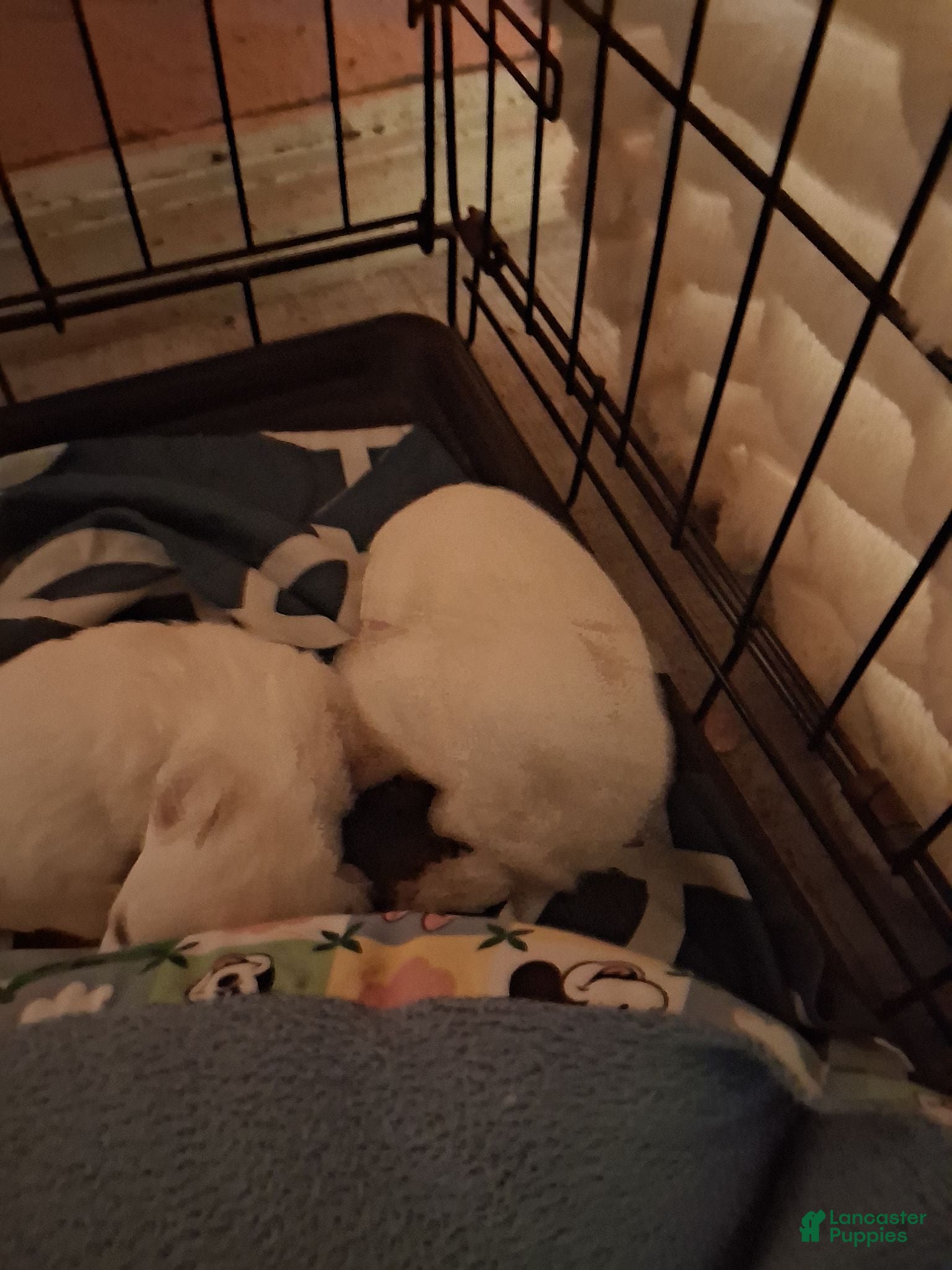 Maltese dogs for sale: Maltese 3 - Ad 2
