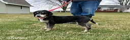 Bernedoodle dogs for sale: Bodie - Ad 5