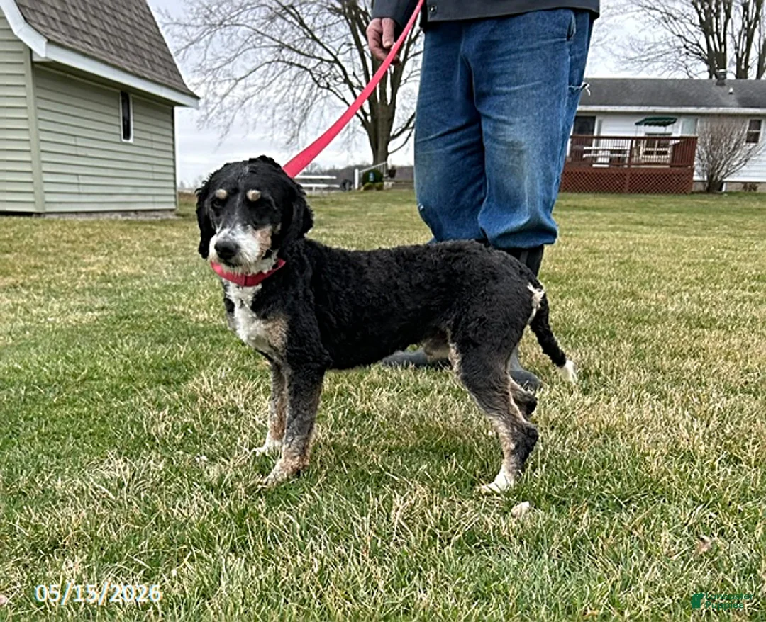 Bernedoodle dogs for sale: Bodie - Ad 5