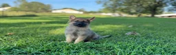 German Shepherd dogs for sale: Rocky - Ad 6