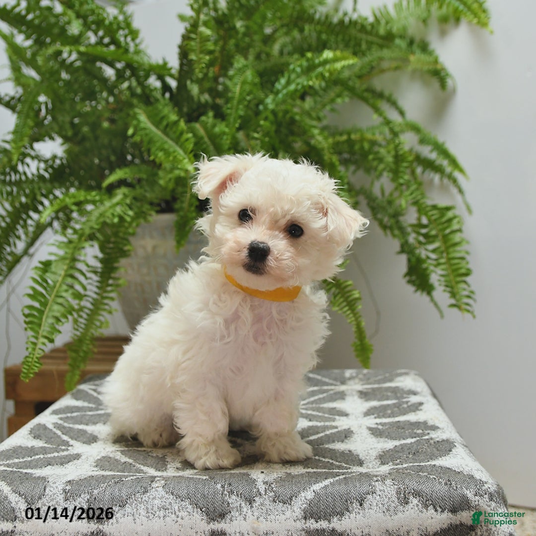 Bichon Frise dogs for sale: Stella - Ad 1