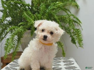 Bichon Frise dogs Stella - Ad 37