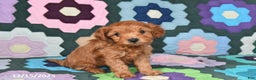 Mixed Breed dogs for sale: Jeff - Ad 4
