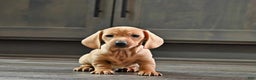 Miniature Dachshund dogs for sale: Weenie - Ad 3