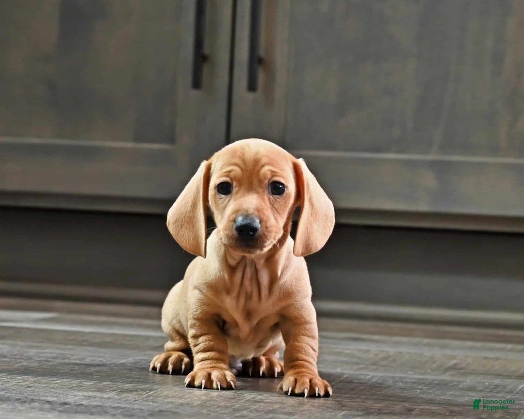 Miniature Dachshund dogs for sale: Weenie - Ad 3