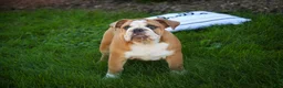 English Bulldog dogs for sale: Dream English Bulldog leash trained and crate training in progress - Ad 11