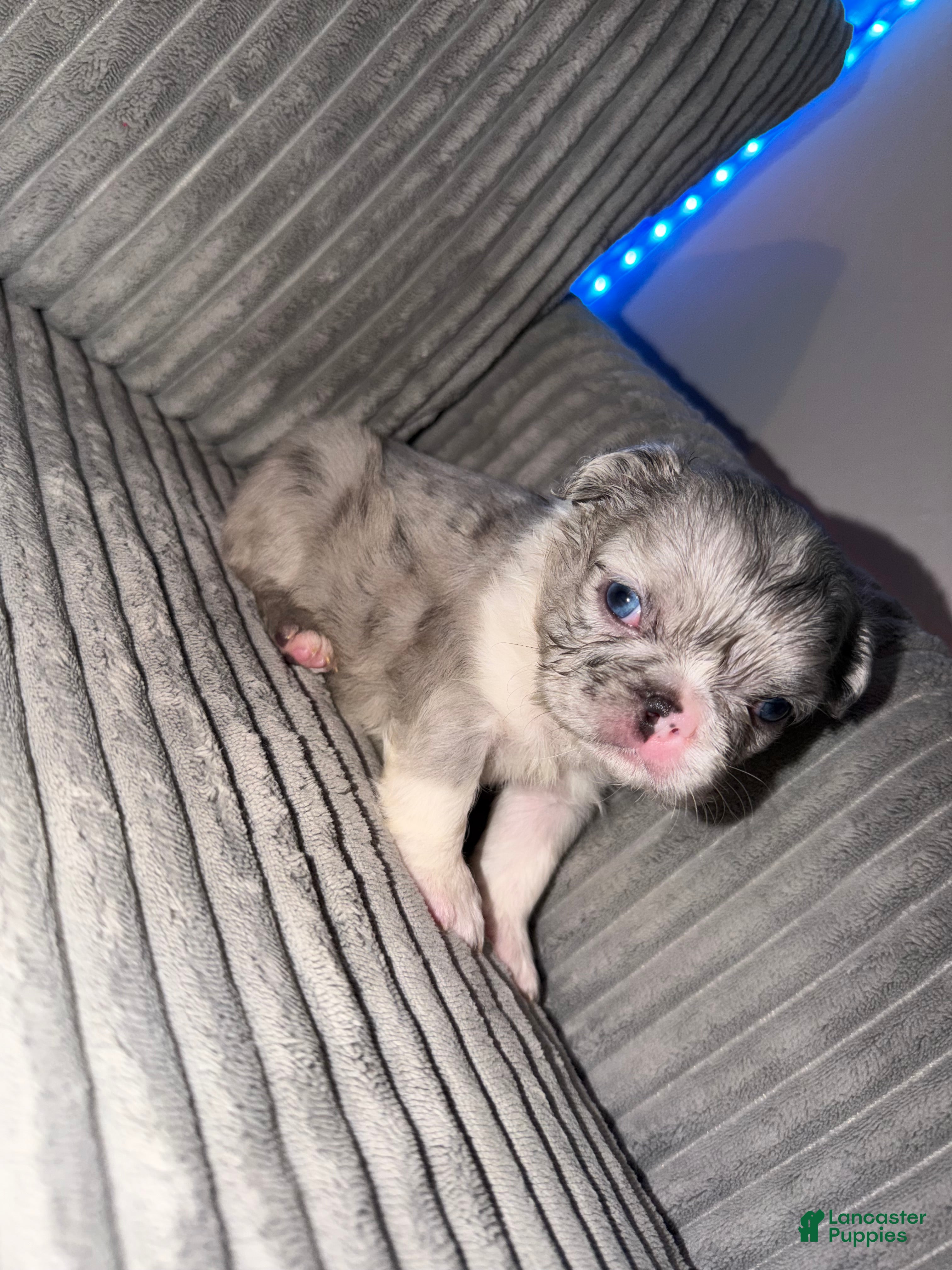 French Bulldog dogs Sandy - Ad 1