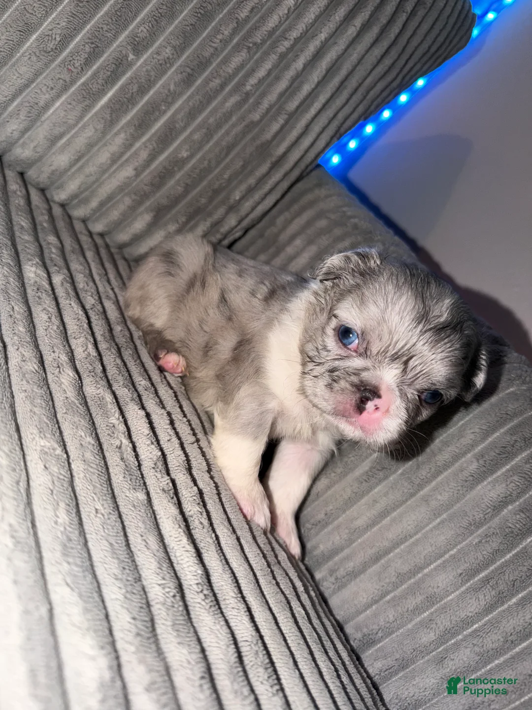 French Bulldog dogs for sale: Sandy - Ad 1