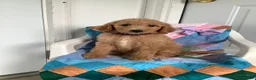 Goldendoodle dogs for sale: Lady-F1bb-Goldendoodle 3 - Ad 3