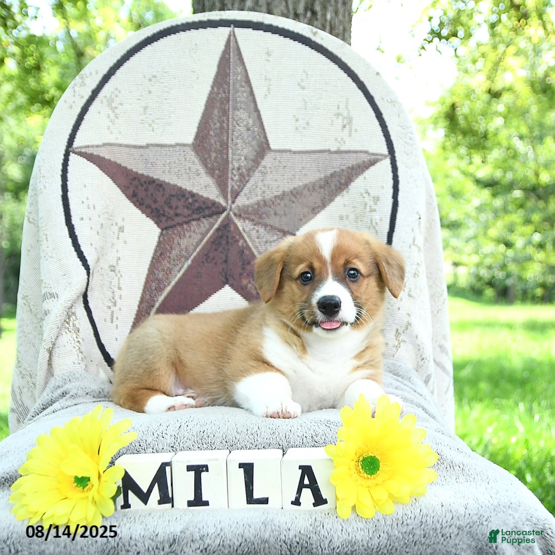 Welsh Corgi Pembroke dogs for sale: Milo - Ad 6