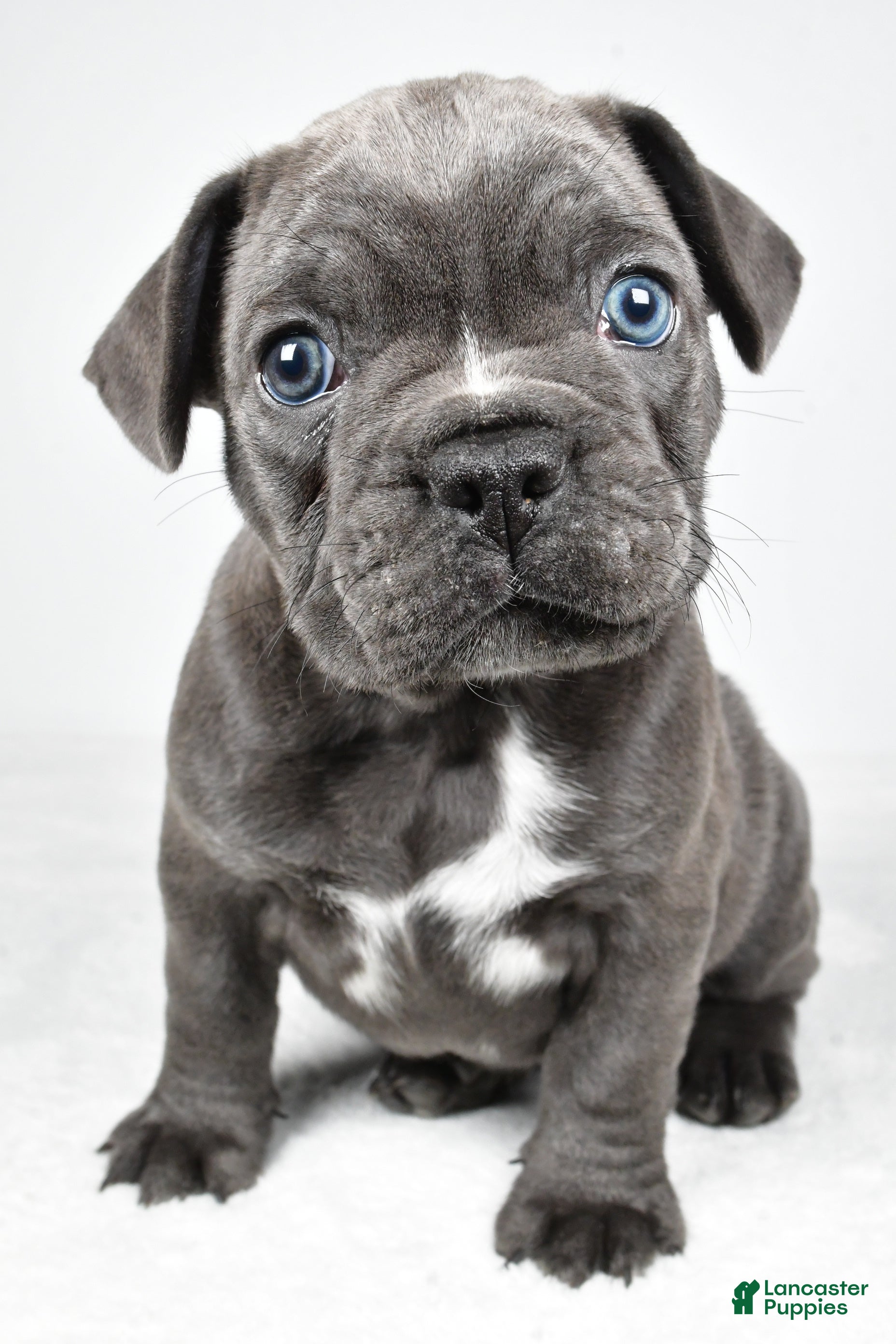 Frenchton dogs Theo  - Ad 1