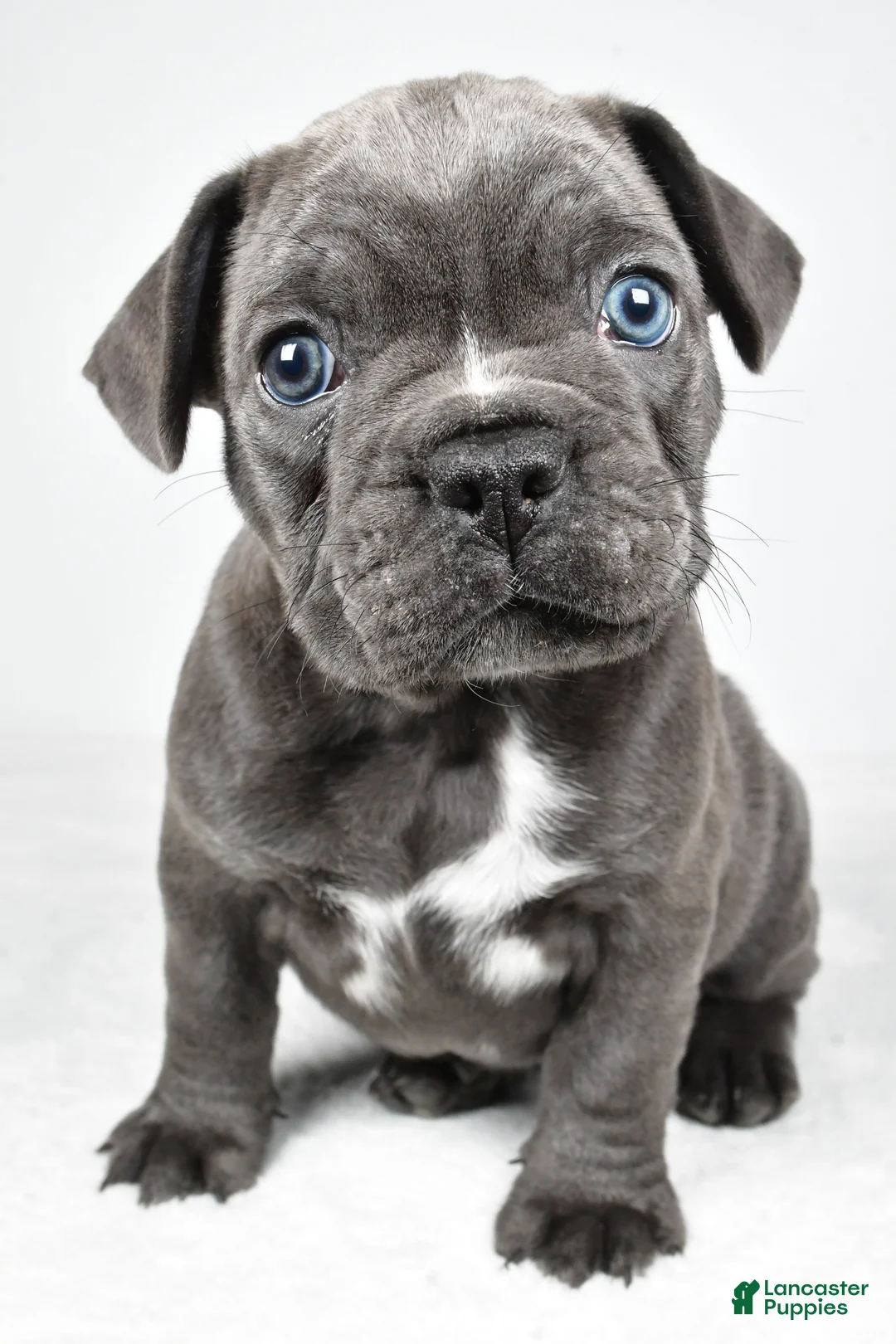 Frenchton dogs for sale: Theo  - Ad 1