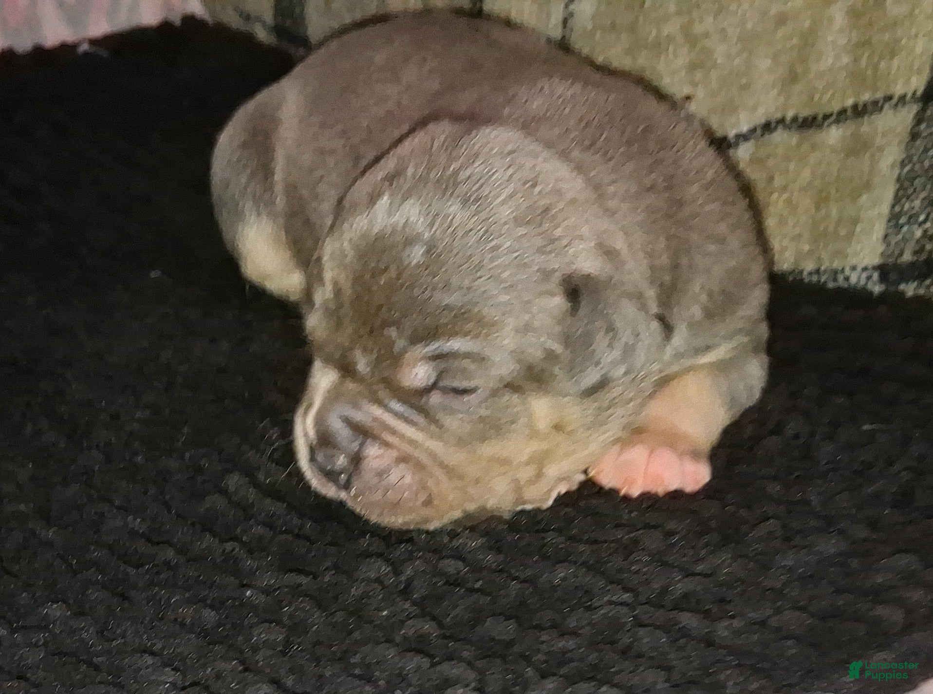 American Bully dogs American Bully Puppy 5 - Ad 1
