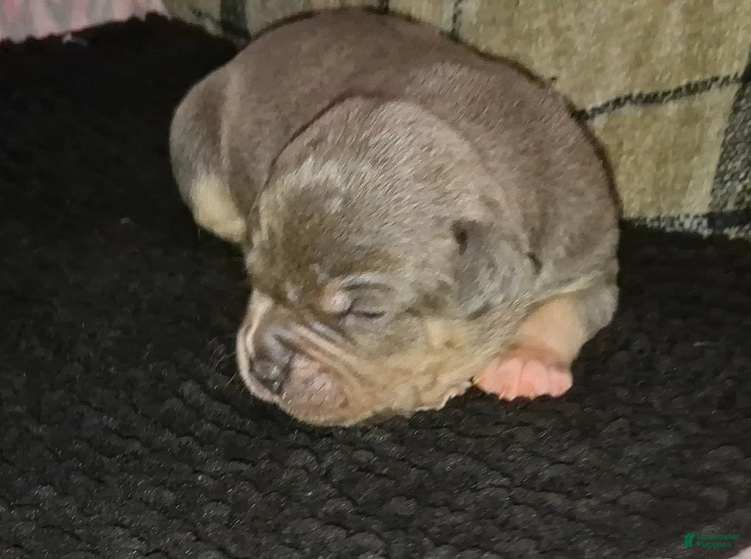 American Bully dogs for sale: American Bully Puppy 5 - Ad 1