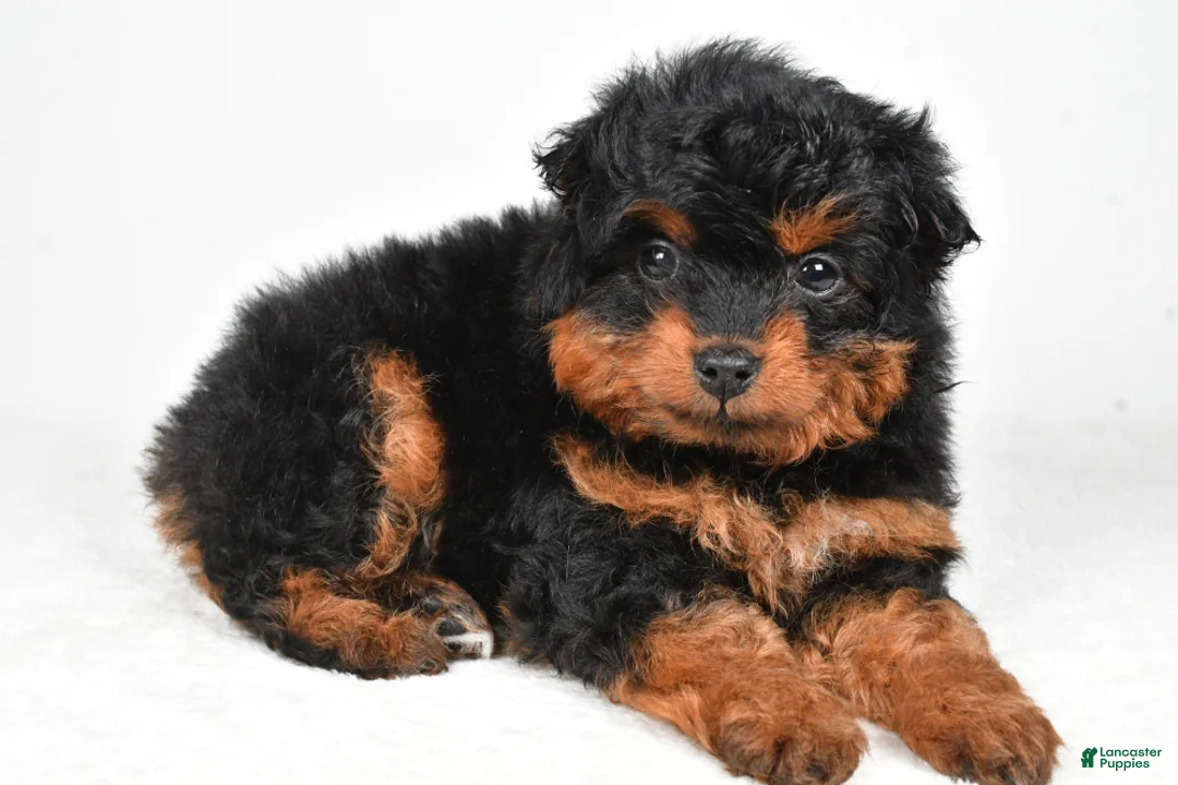 Aussiedoodle dogs for sale: Avery - Ad 3