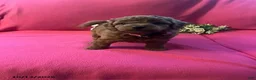 Cockapoo dogs for sale: Maple - Ad 7