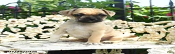 Jug dogs for sale: Duke - Ad 1