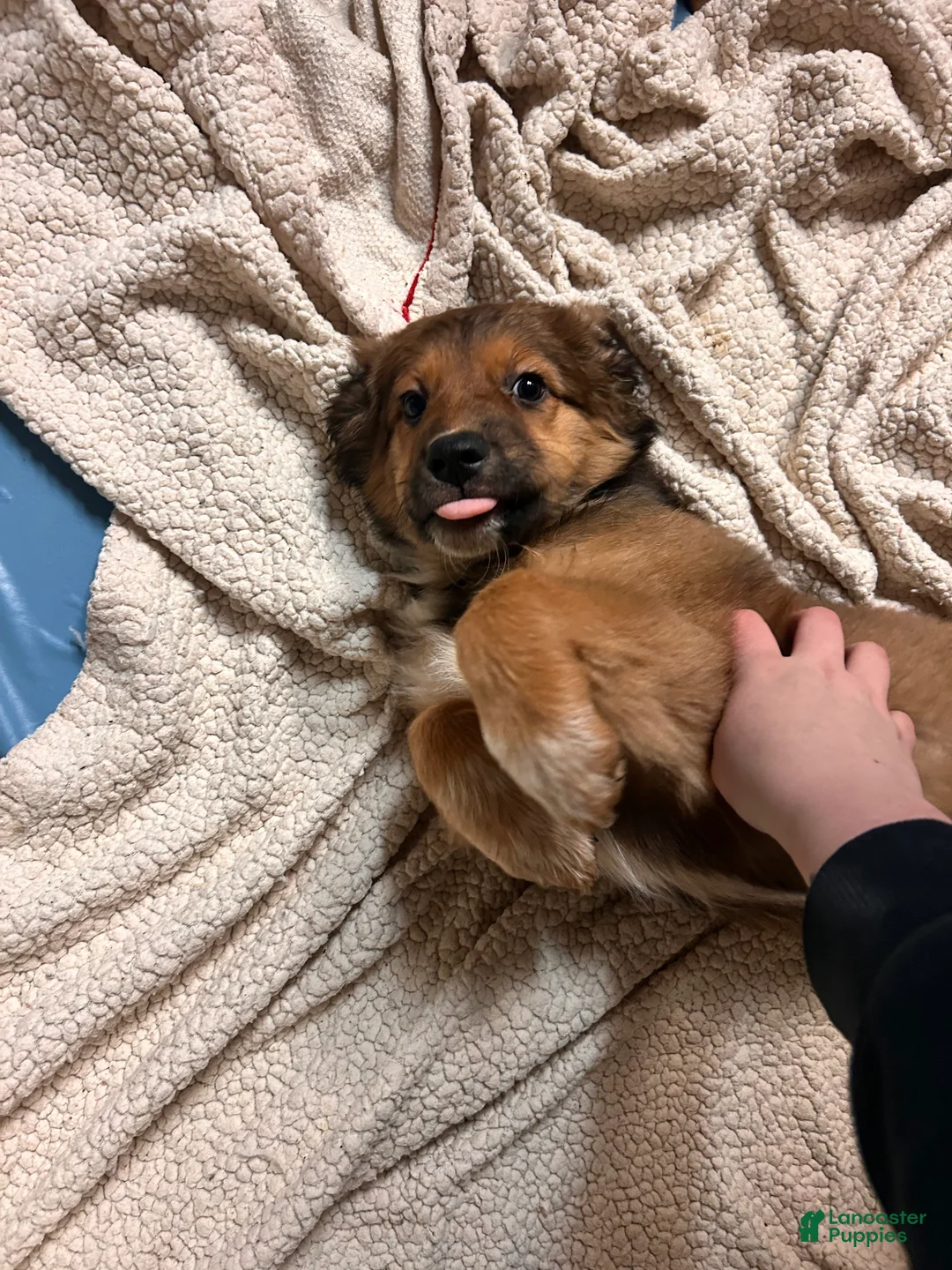 Mixed Breed dogs for sale: Fern - Ad 3