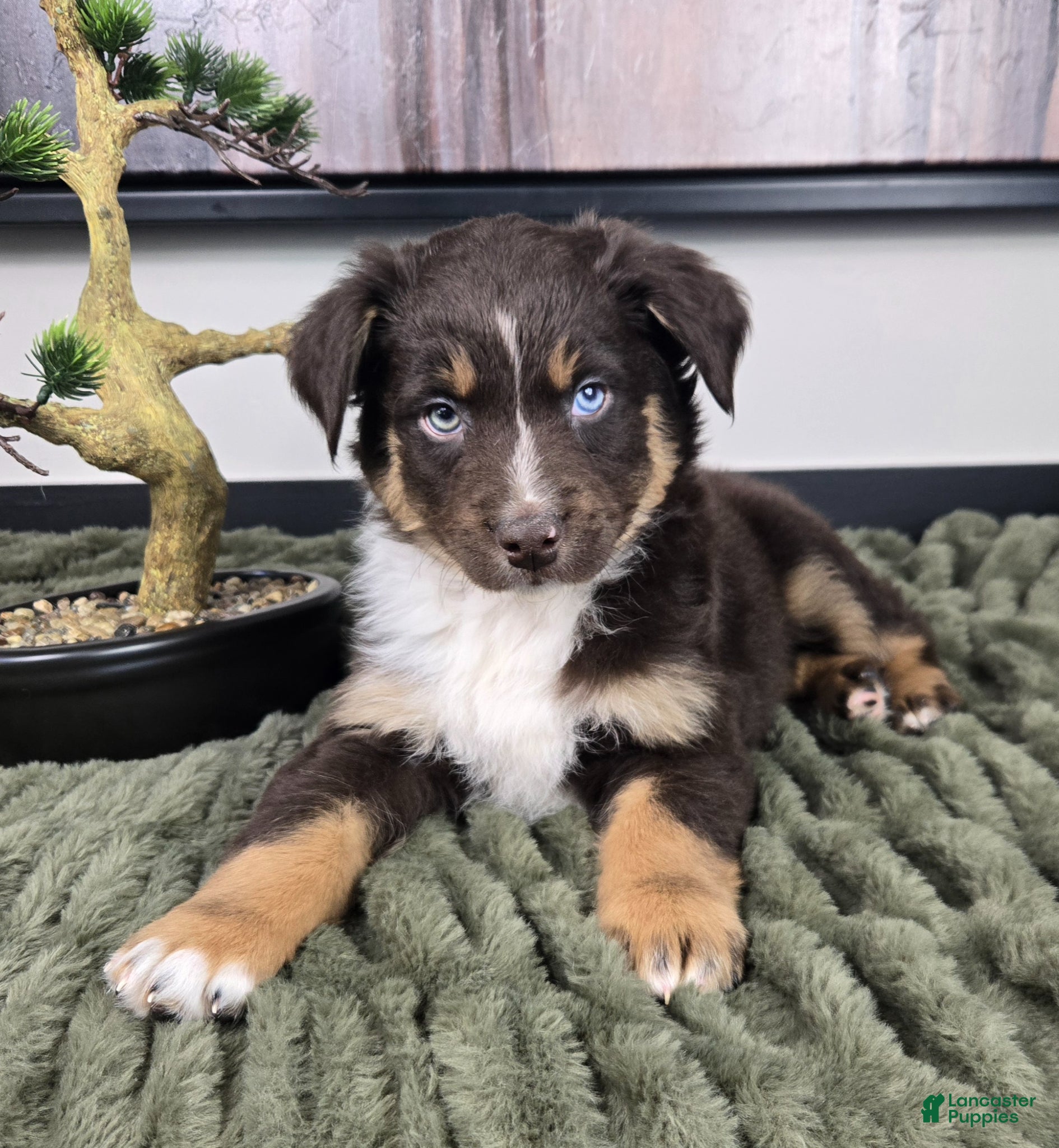 Miniature Australian Shepherd dogs Scooter  - Ad 1