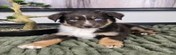 Miniature Australian Shepherd dogs for sale: Scooter  - Ad 1