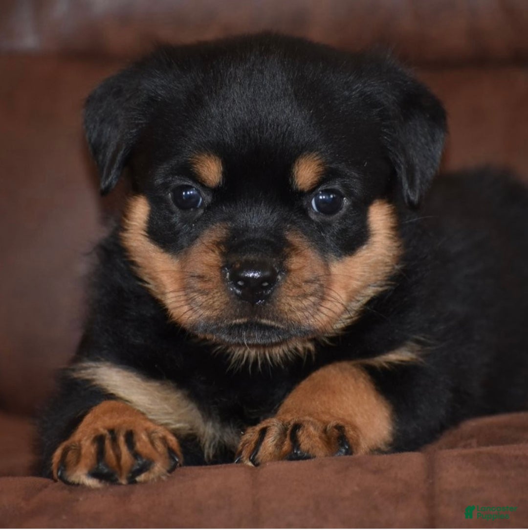 Rottweiler dogs for sale: Mango - Ad 5