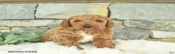 Mini Goldendoodle dogs for sale: Rebel - Ad 3