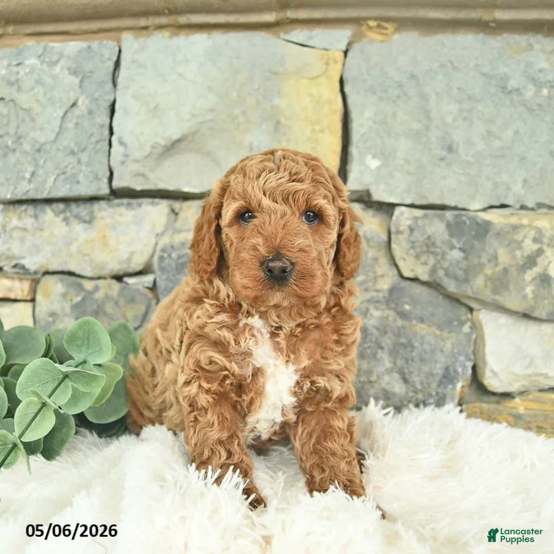 Mini Goldendoodle dogs for sale: Rebel - Ad 3