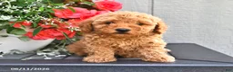 Miniature Poodle dogs for sale: Sally - Ad 2