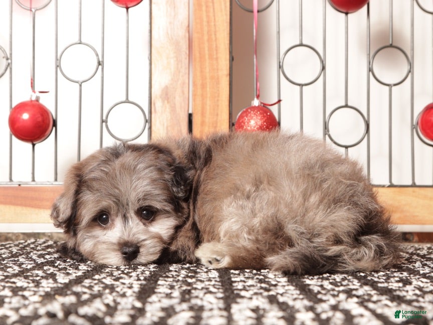 Pomapoo dogs Violet - Ad 2