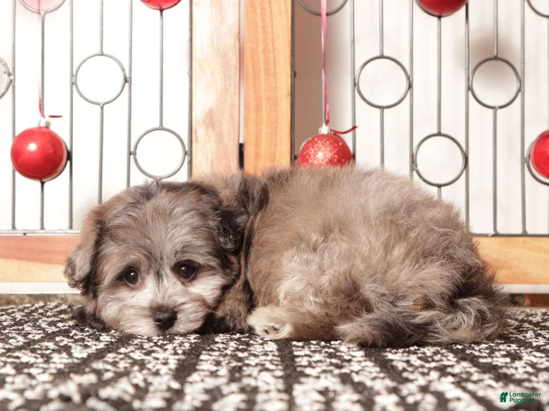 Pomapoo dogs for sale: Violet - Ad 2