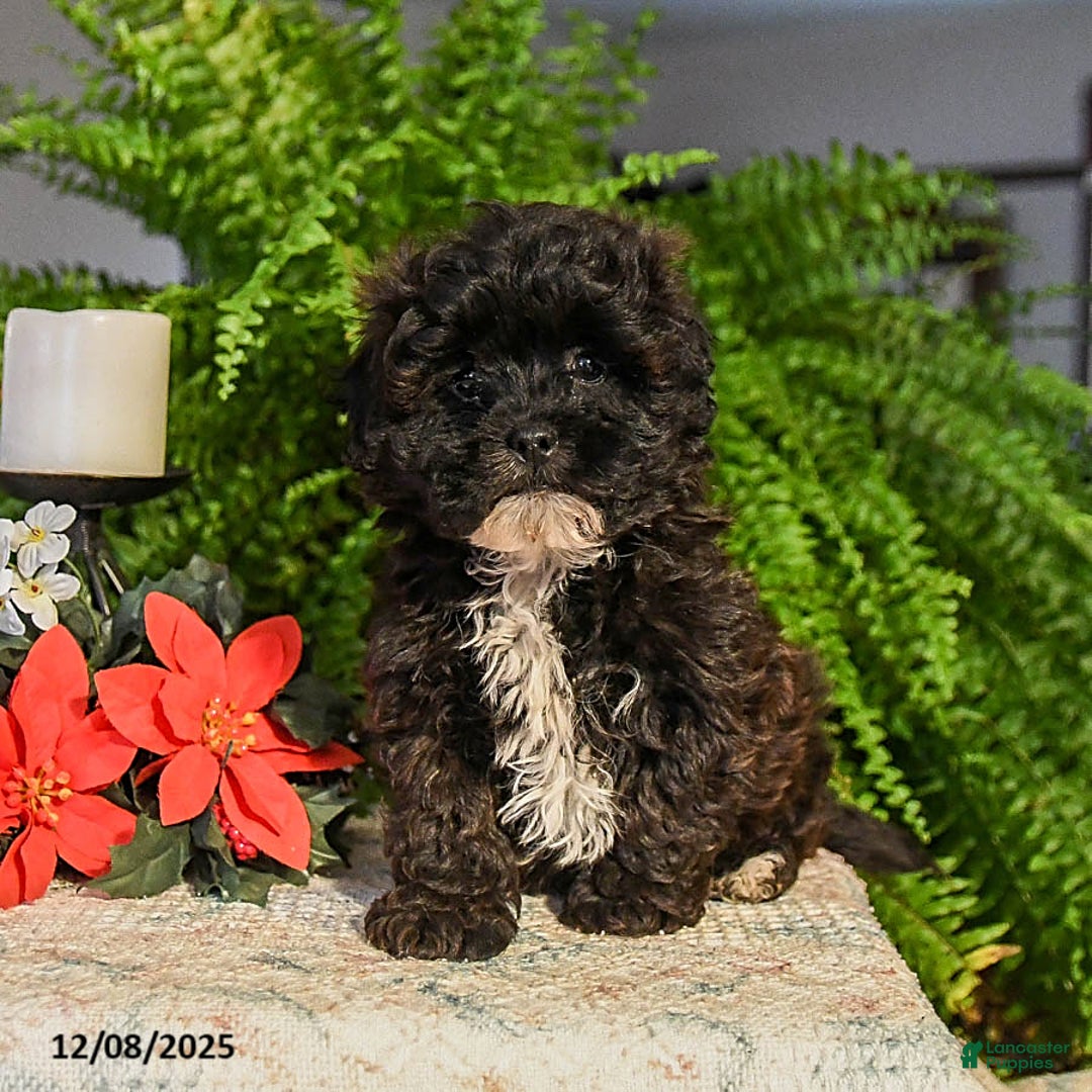 Shihpoo dogs for sale: Chocolate Crinkle  - Ad 1
