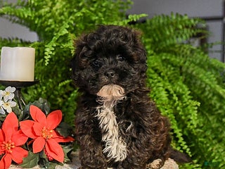 Shihpoo dogs Chocolate Crinkle - Ad 27