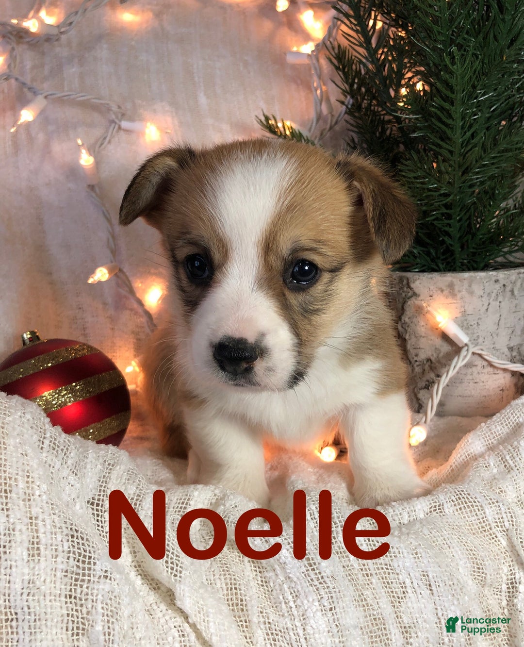 Welsh Corgi Pembroke dogs for sale: Noelle  - Ad 2