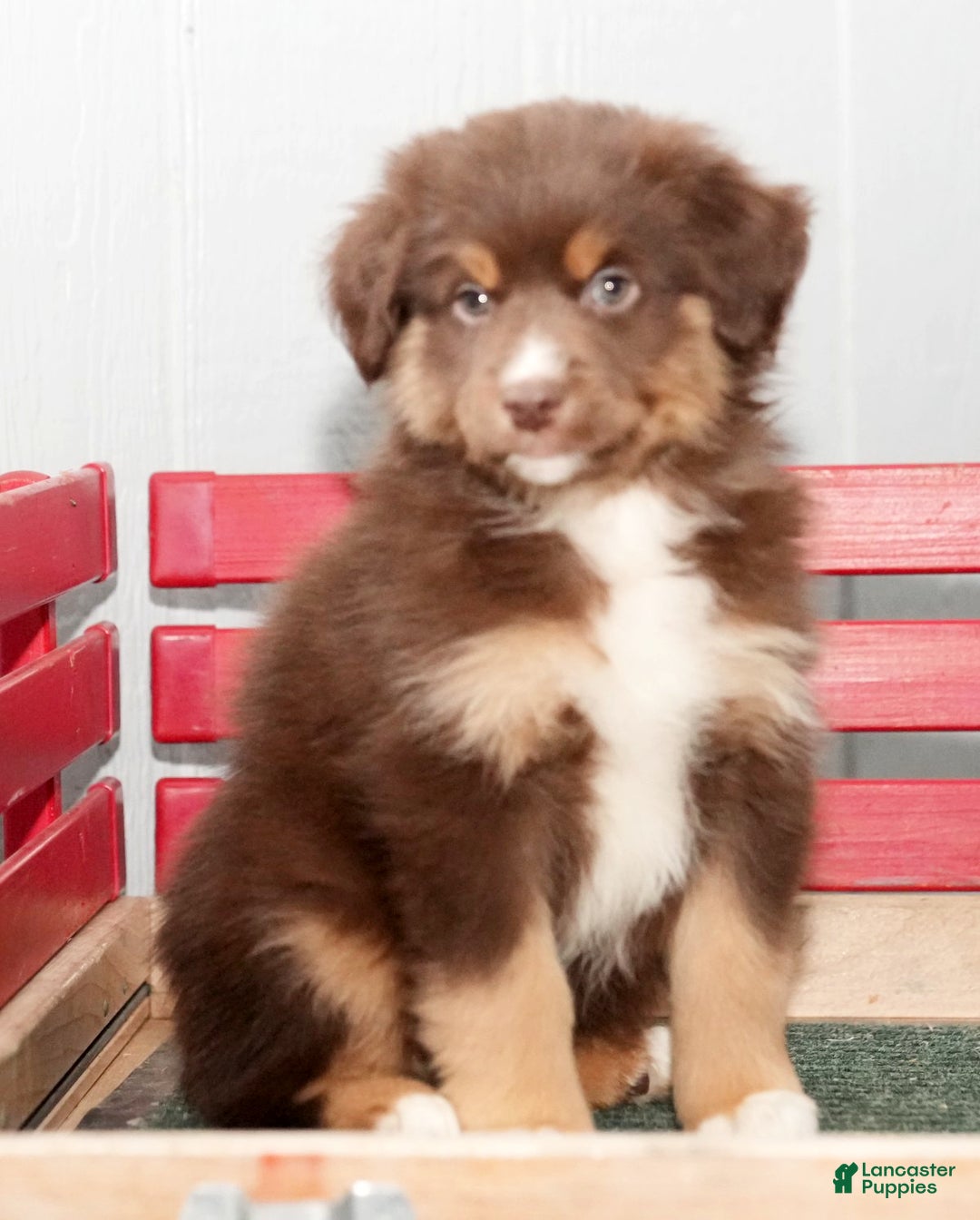 Miniature Australian Shepherd dogs for sale: Derek - Ad 9