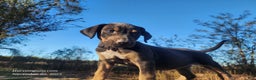 Catahoula Leopard Dog dogs for sale: Tracy II 2025 Female 1 - Ad 4