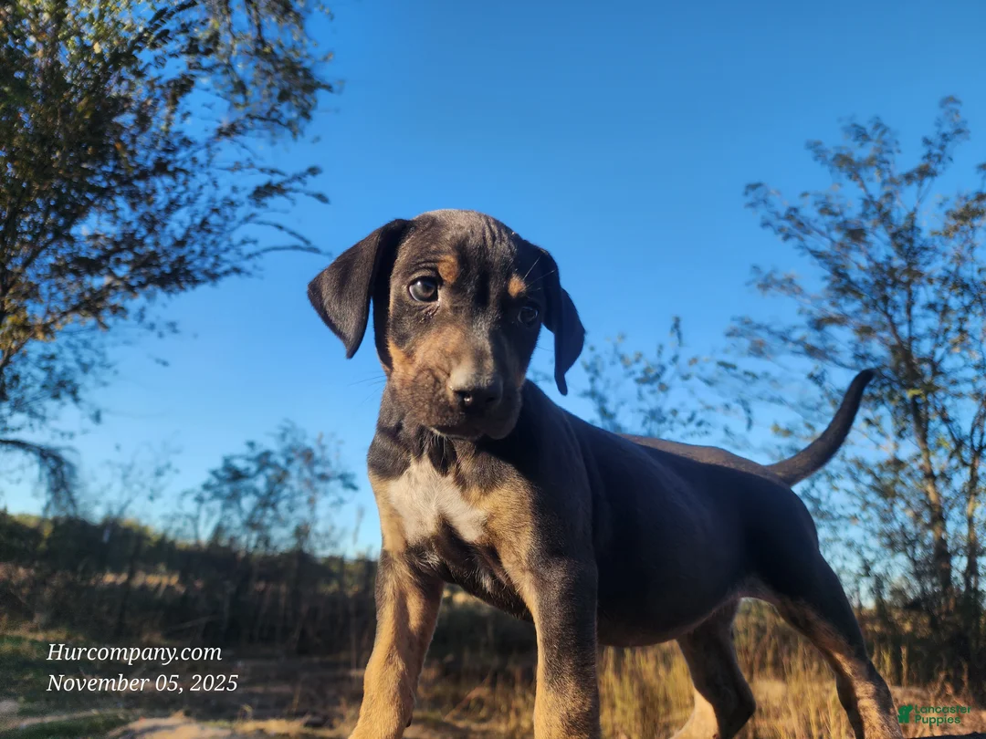 Catahoula Leopard Dog dogs for sale: Tracy II 2025 Female 1 - Ad 4