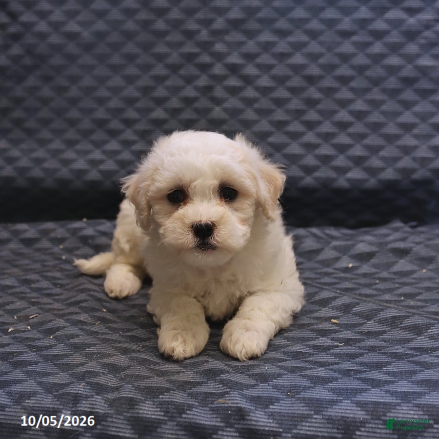 Mixed Breed dogs Tessa - Ad 2