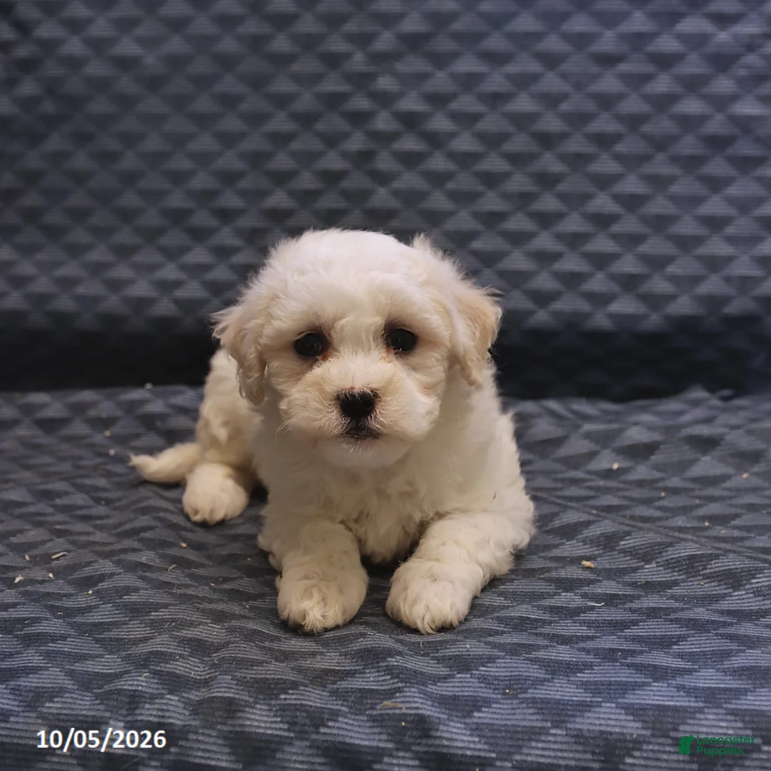 Mixed Breed dogs for sale: Tessa - Ad 2