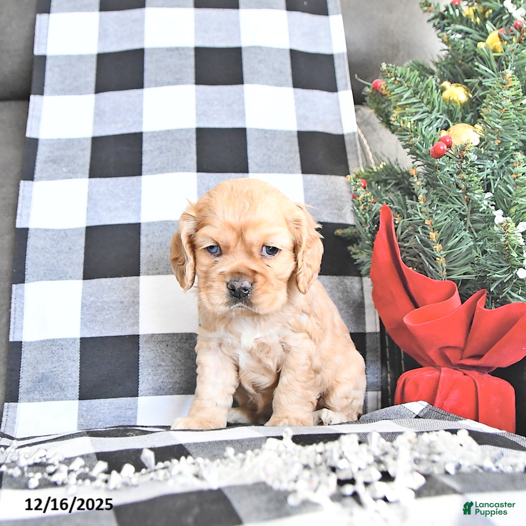 Cocker Spaniel dogs for sale: Tinsel - Ad 3