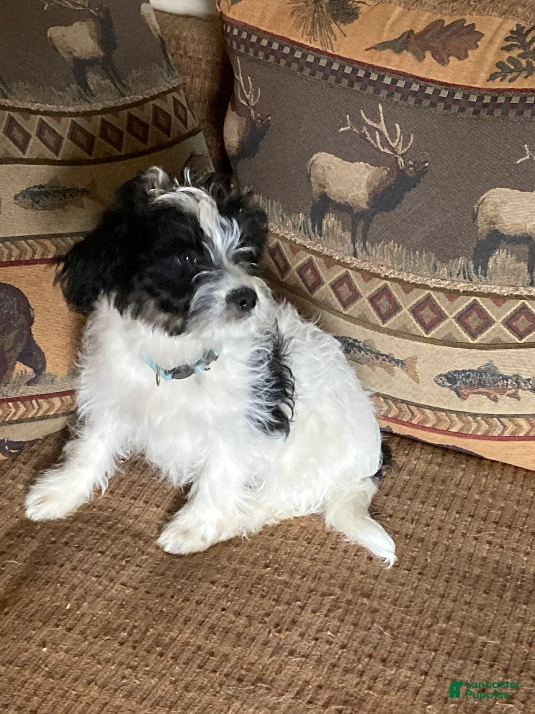 Mini Aussiedoodle dogs for sale: Miniature Aussiedoodle Milo - Ad 1