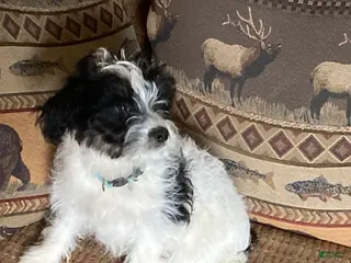 Mini Aussiedoodle dogs for sale: Miniature Aussiedoodle Milo - Ad 1